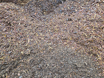 Beauty bark medium